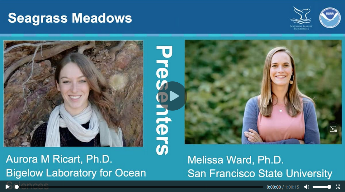 Seagrass Meadows: Unsung Heroes in Combating Climate Change?