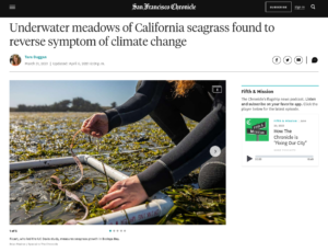 Underwater meadows of California seagrass found to reverse symptom of climate change