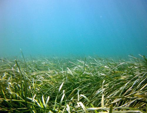 posidonia (mediterranean)